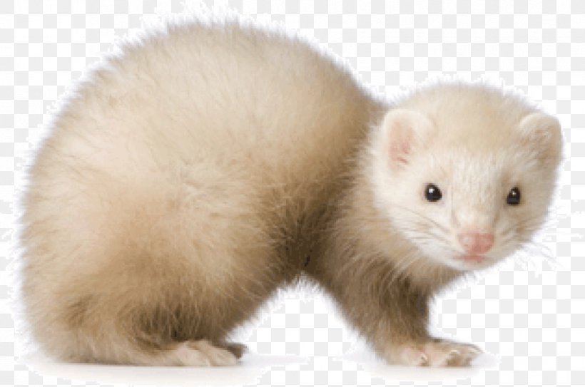 Ferret Stoat Otter Veterinarian Mink, PNG, 851x564px, Ferret, Animal, Badger, Blackfooted Ferret, Carnivoran Download Free