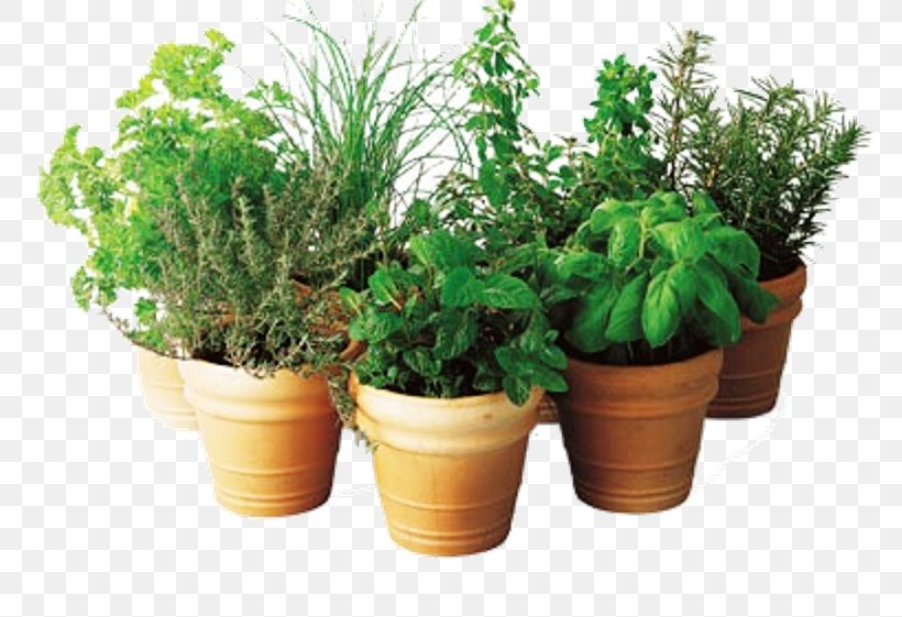 Flowerpot Market Garden Vase Houseplant, PNG, 800x561px, Flowerpot, Evergreen, Fines Herbes, Fruit, Garden Download Free