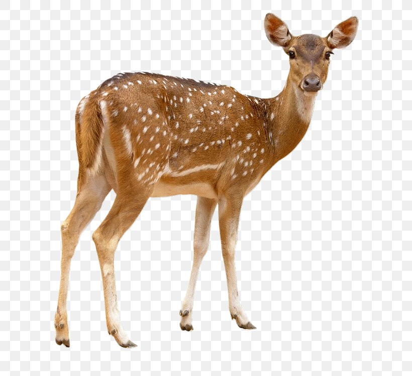 Red Deer Chital Sika Deer, PNG, 691x750px, Deer, Antler, Axis, Chital, Fallow Deer Download Free