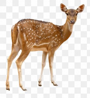 Deer - Red Deer Chital Sika Deer PNG