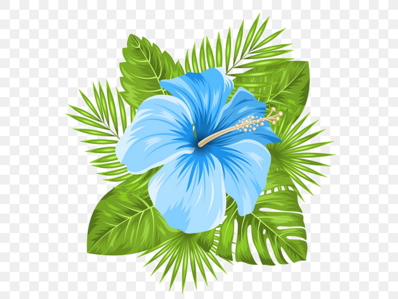 Blue Hawaiian Hibiscus Flower Hibiscus Plant, PNG, 600x616px, Blue, Flower, Hawaiian Hibiscus, Hibiscus, Leaf Download Free