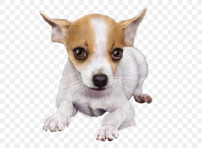 Chihuahua Puppy Dog Breed Toy Fox Terrier Tenterfield Terrier, PNG, 600x600px, Chihuahua, Animal, Carnivoran, Companion Dog, Corgi Chihuahua Download Free