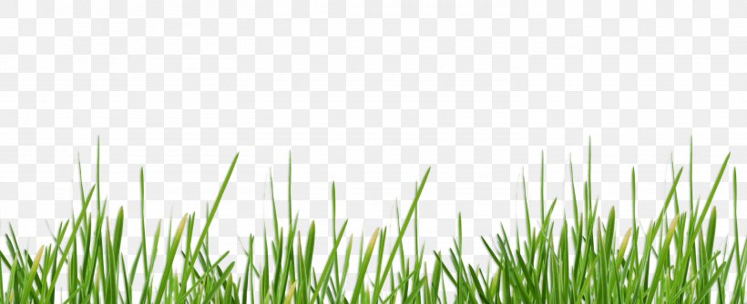 Lawn Waukesha Desktop Wallpaper Vetiver Meadow, PNG, 2940x1200px, Lawn, Chrysopogon, Chrysopogon Zizanioides, Computer, Grass Download Free
