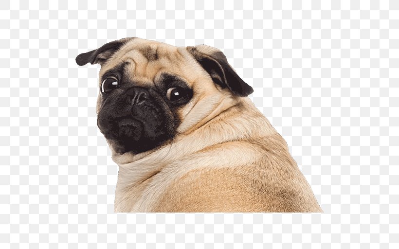 Pug Puppy Stock Photography Royalty-free, PNG, 512x512px, Pug, Carnivoran, Companion Dog, Cuteness, Depositphotos Download Free