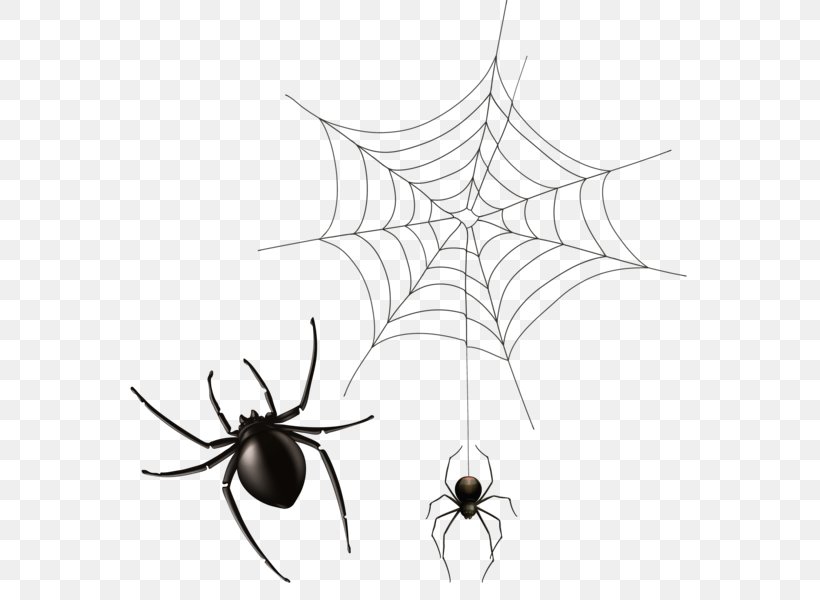 Spider Web Clip Art, PNG, 593x600px, Spider, Arachnid, Arthropod, Black And White, Drawing Download Free