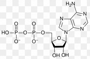 Adenosine Monophosphate Adenosine Triphosphate Adenosine Diphosphate Ribonucleotide PNG