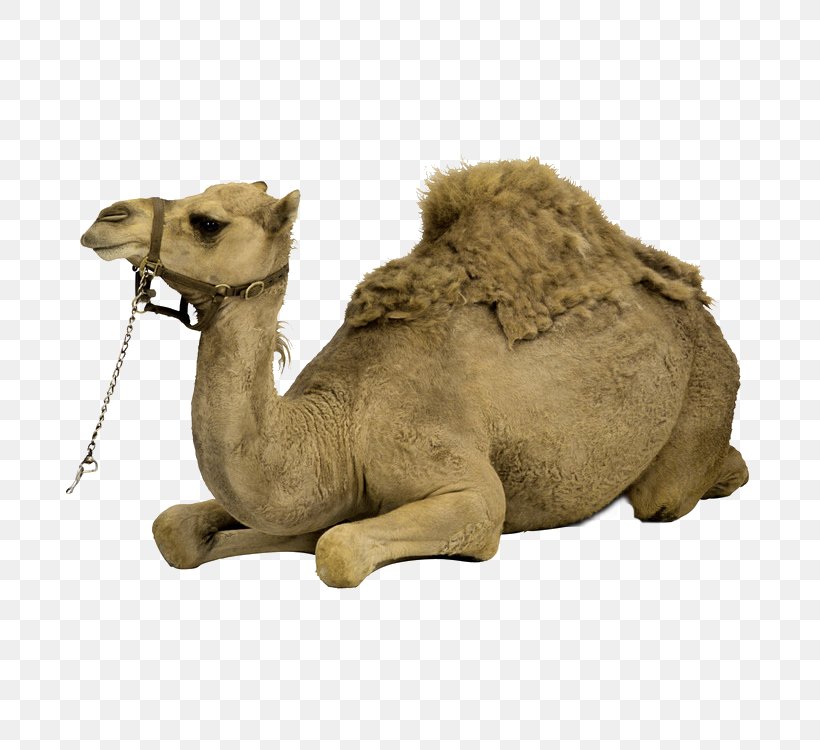 Bactrian Camel Dromedary Cat, PNG, 750x750px, Bactrian Camel, Arabian Camel, Camel, Camel Like Mammal, Cat Download Free