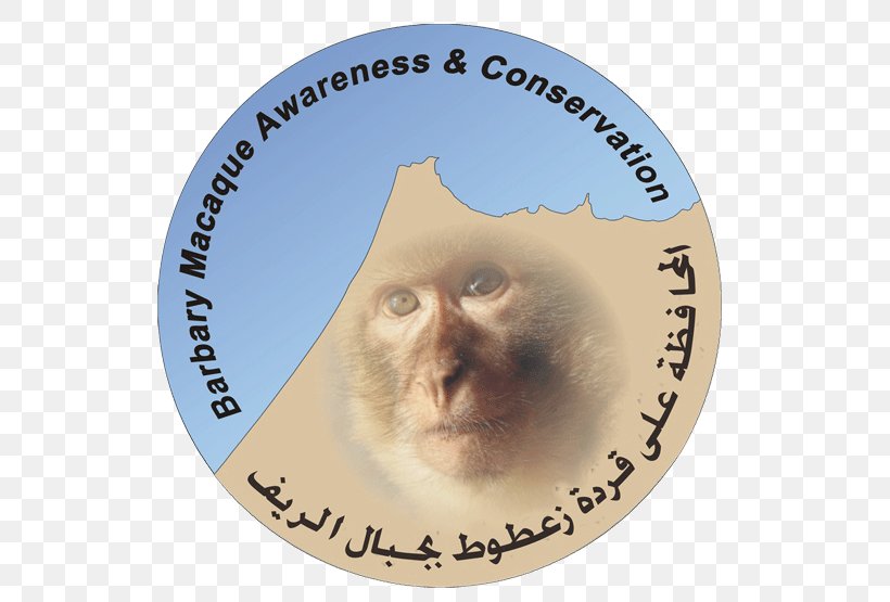 Barbary Macaque Tétouan Monkey Conservation Barbary Coast, PNG, 600x555px, Barbary Macaque, Animal, Awareness, Barbary Coast, Berbers Download Free