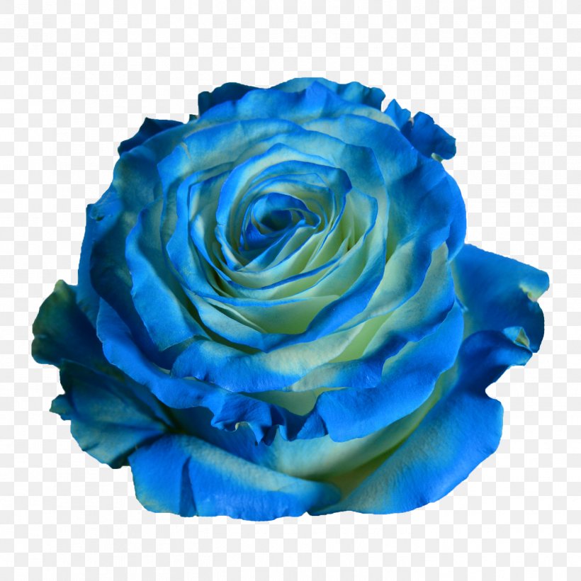 Blue Garden Roses Green Centifolia Roses, PNG, 1417x1417px, Blue, Blue Rose, Centifolia Roses, Cobalt Blue, Color Download Free