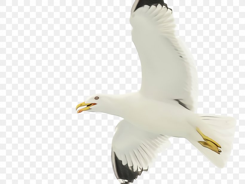Feather, PNG, 2308x1732px, Watercolor, Beak, Bird, European Herring Gull, Feather Download Free