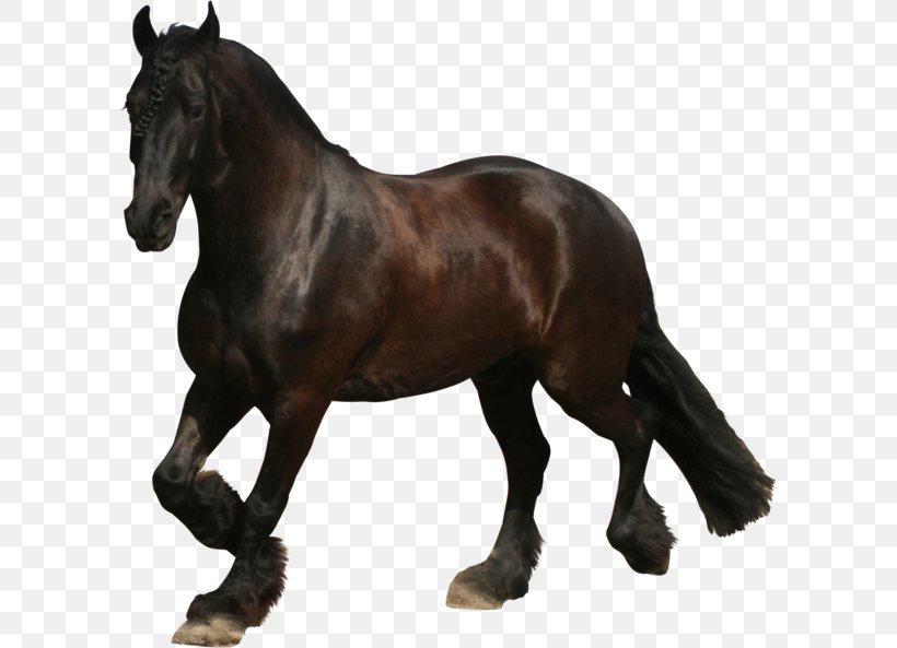 Friesian Horse Mustang Appaloosa Stallion Mare, PNG, 600x593px, Friesian Horse, Animal, Animal Figure, Appaloosa, Black Download Free