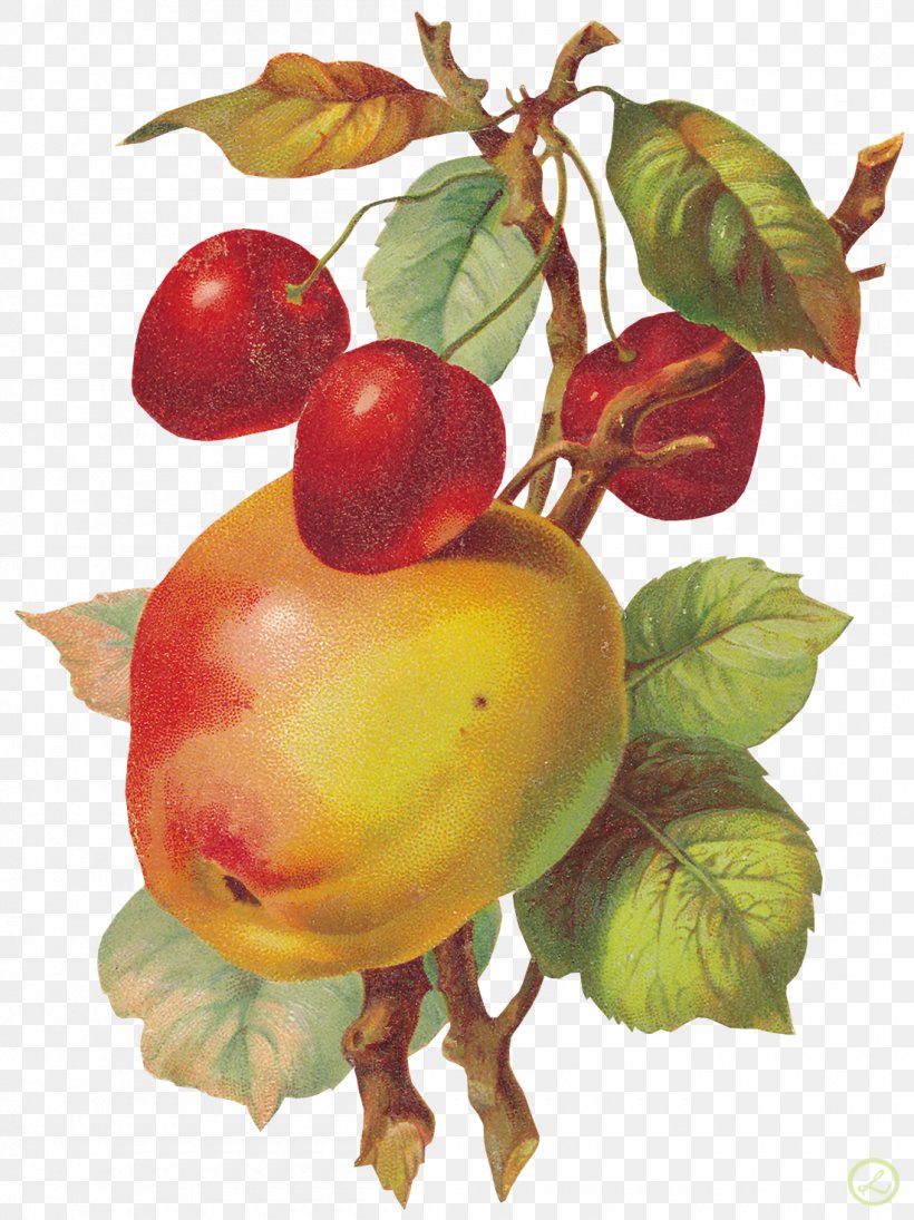 Fruit Painting Clip Art, PNG, 1100x1469px, Fruit, Apple, Auglis, Berry, Branch Download Free