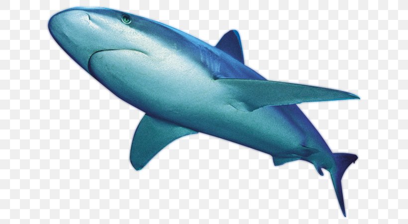 Great White Shark Whale Shark International Shark Attack File Clip Art, PNG, 650x450px, Great White Shark, Abziehtattoo, Animal, Aqua, Carcharhiniformes Download Free