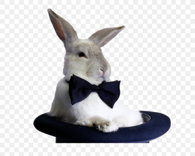 Hare Rabbit Bow Tie Top Hat Hat-trick, PNG, 1000x800px, Hare, Black Tie, Bow Tie, Costume, Cuteness Download Free