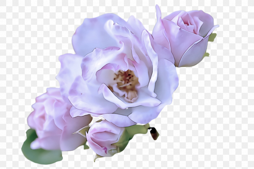 Lavender, PNG, 2448x1632px, Flower, Floribunda, Lavender, Lilac, Petal Download Free