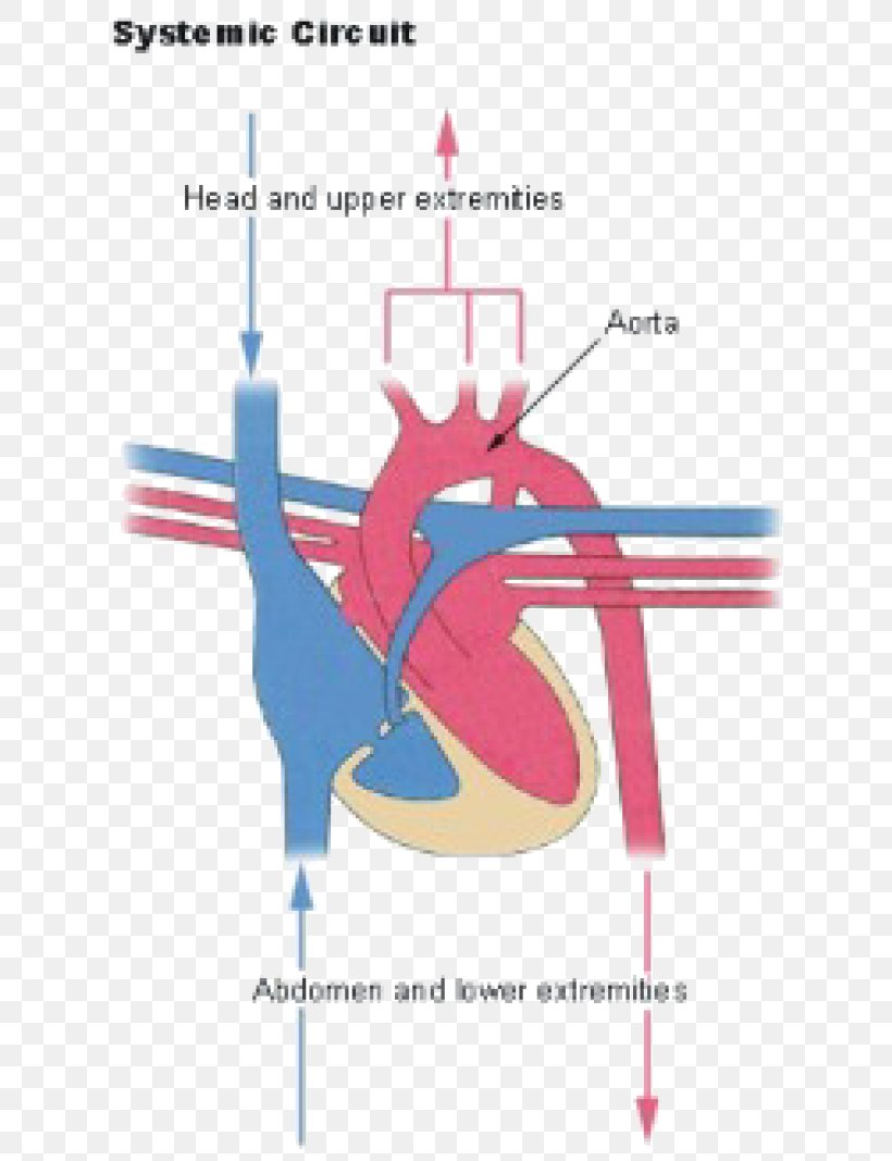 Pulmonary Circulation Pulmonary Artery Circulatory System Human Body, PNG, 645x1067px, Watercolor, Cartoon, Flower, Frame, Heart Download Free