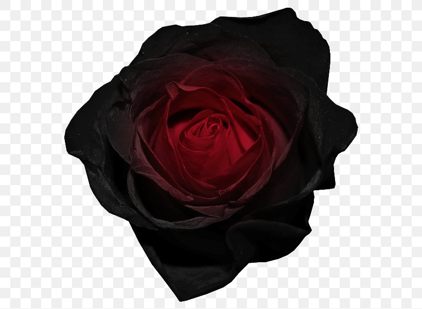 Black Rose Red Clip Art, PNG, 600x601px, Black Rose, Animation, Black, Blog, Cut Flowers Download Free