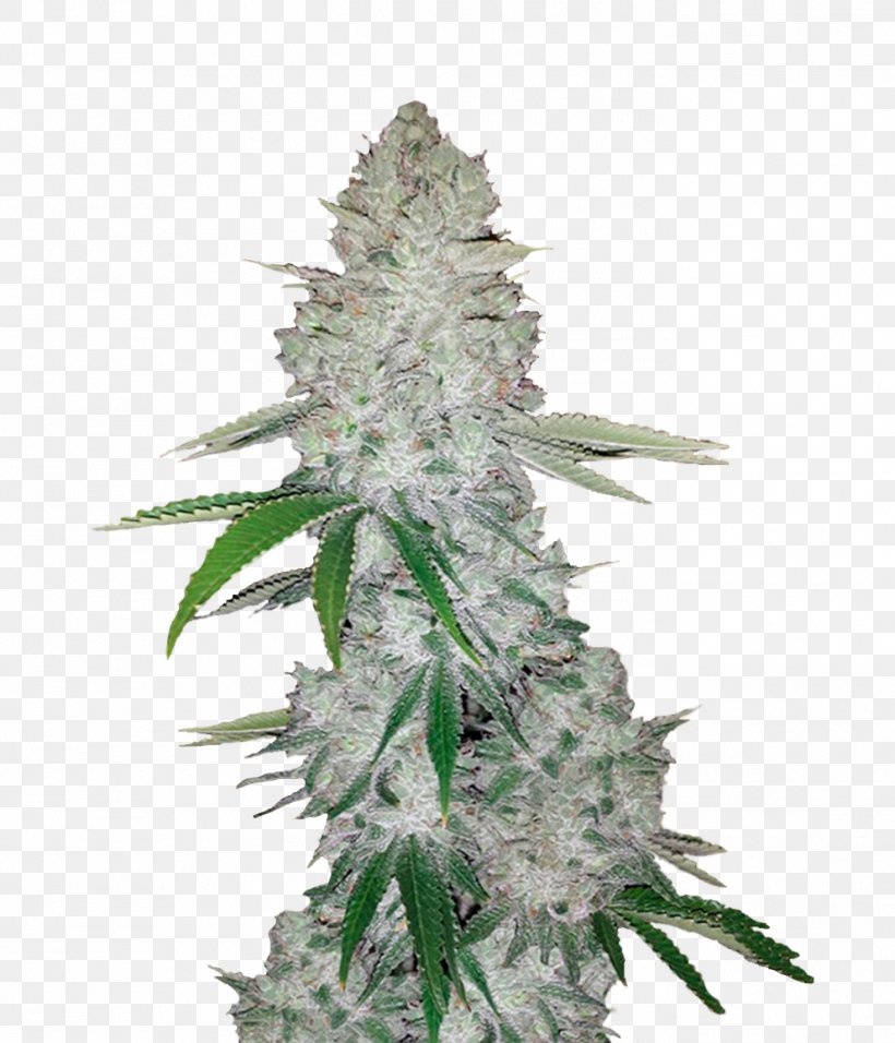 Gorilla Glue Autoflowering Cannabis Seed Cannabis Sativa, PNG, 1371x1600px, Gorilla Glue, Autoflowering Cannabis, Cannabis, Cannabis Cultivation, Cannabis Sativa Download Free