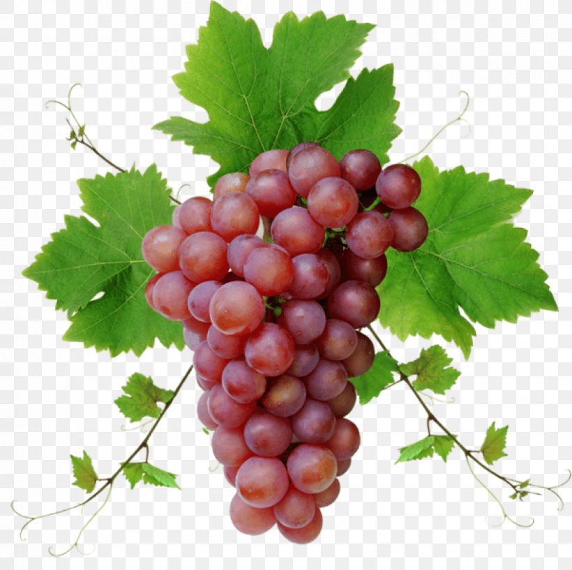 Grape Seed Oil Desktop Wallpaper Juice Grape Seed Extract, PNG, 850x848px, Grape, Computer, Display Resolution, Food, Fruit Download Free