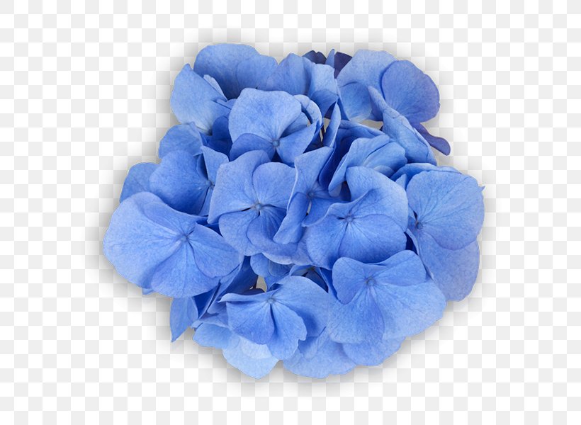 Hydrangea Cut Flowers Petal Rose Family, PNG, 600x600px, Hydrangea, Blue, Cornales, Cut Flowers, Flower Download Free