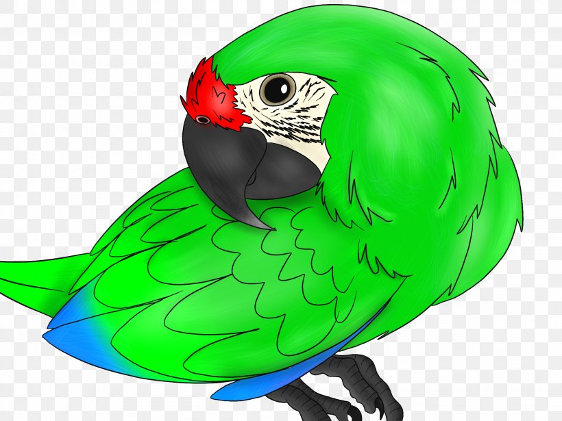 Macaw Parrot Beak, PNG, 2048x1536px, Macaw, Beak, Bird, Fauna, Green Download Free