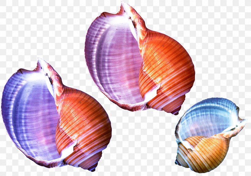 Seashell Shellfish Conch Sea Snail, PNG, 1000x700px, Seashell, Cockle, Color, Conch, Conchology Download Free