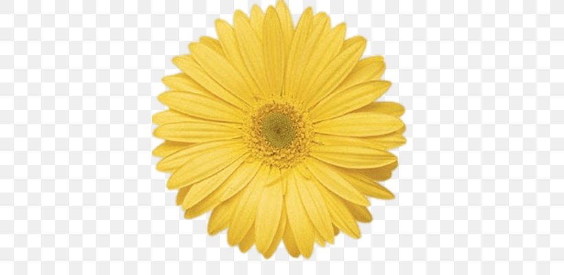 Transvaal Daisy Flower Common Daisy Yellow Stock Photography, PNG, 400x400px, Transvaal Daisy, Calendula Officinalis, Chrysanths, Color, Common Daisy Download Free