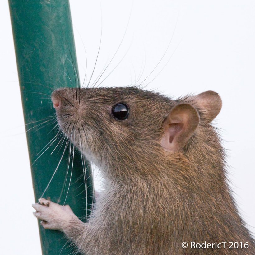 Gerbil Rodent Mouse Muskrat, PNG, 1024x1024px, Gerbil, Animal, Dormouse, Fauna, Fur Download Free