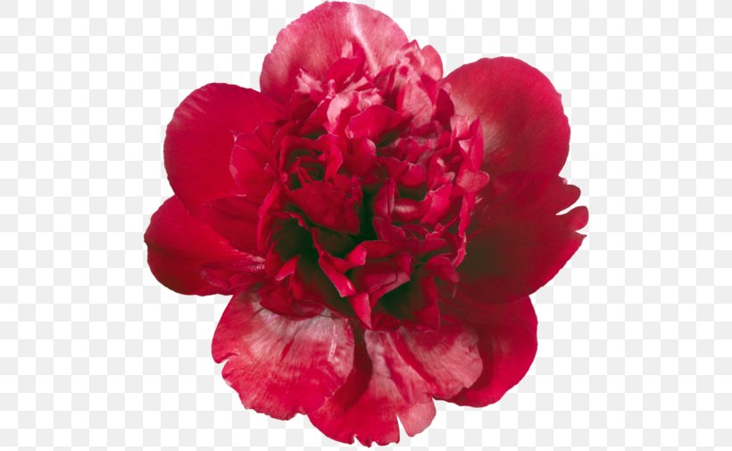 Moutan Peony Paeonia Tenuifolia Flower Clip Art, PNG, 500x505px, Moutan Peony, Camellia, Carnation, Chinese Peony, Cut Flowers Download Free