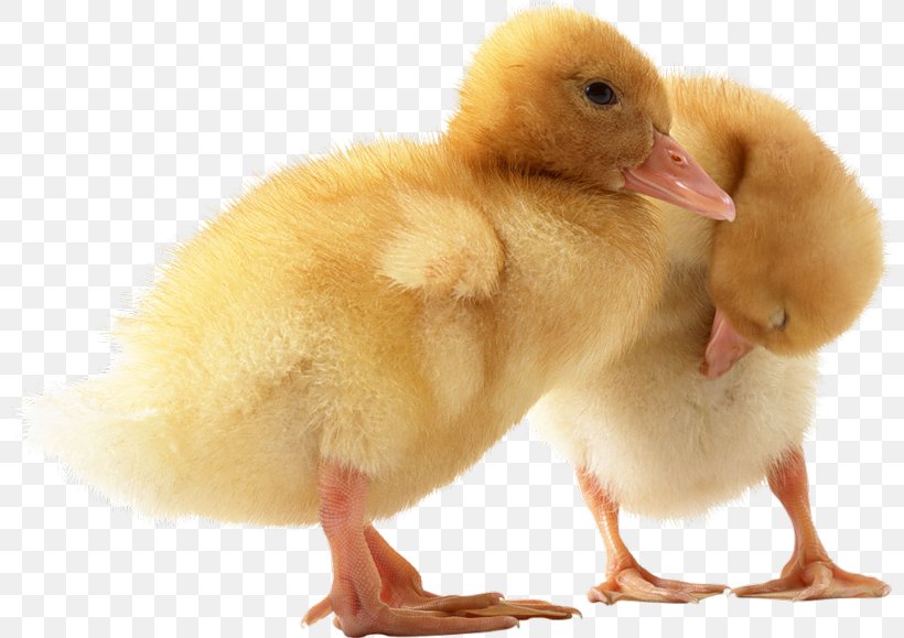 Baby Ducks The Little Duck Call Duck, PNG, 800x579px, Duck, American Pekin, Anatidae, Animal, Baby Ducks Download Free