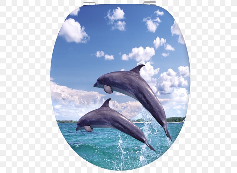 Common Bottlenose Dolphin Wholphin Rough-toothed Dolphin Short-beaked Common Dolphin Tucuxi, PNG, 600x600px, Common Bottlenose Dolphin, Bathroom, Dolphin, Fauna, Fin Download Free