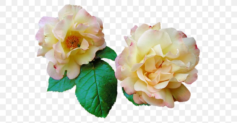 Garden Roses Design Image Flower, PNG, 600x425px, Garden Roses, Artificial Flower, Camellia, Chinese Peony, Cut Flowers Download Free