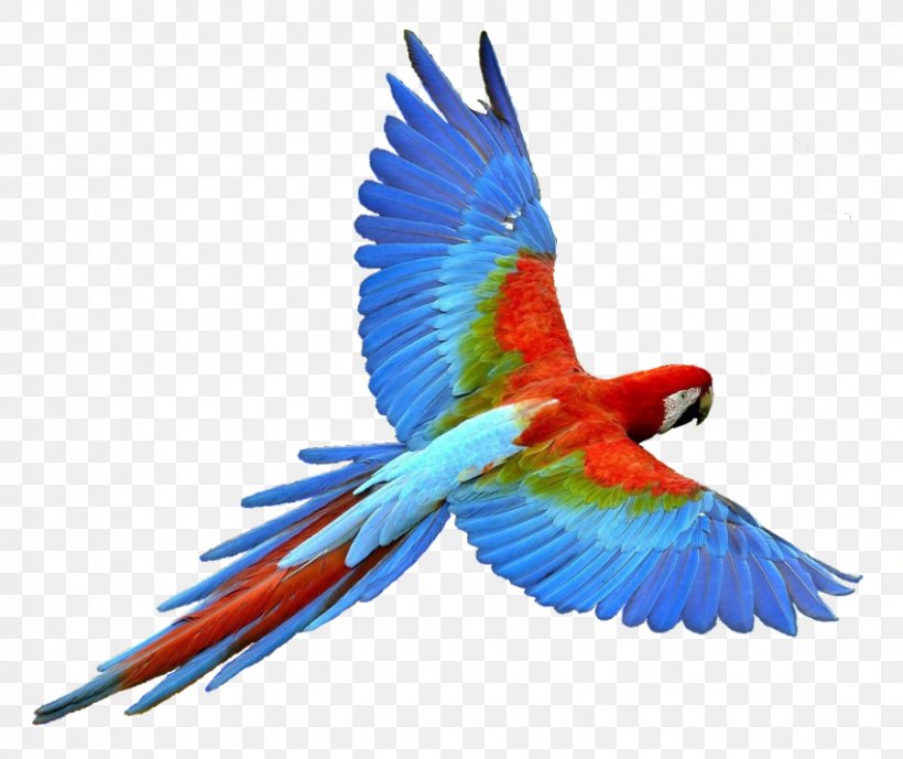 Parrot Bird Flight, PNG, 851x716px, Parrot, Beak, Bird, Color, Common Pet Parakeet Download Free