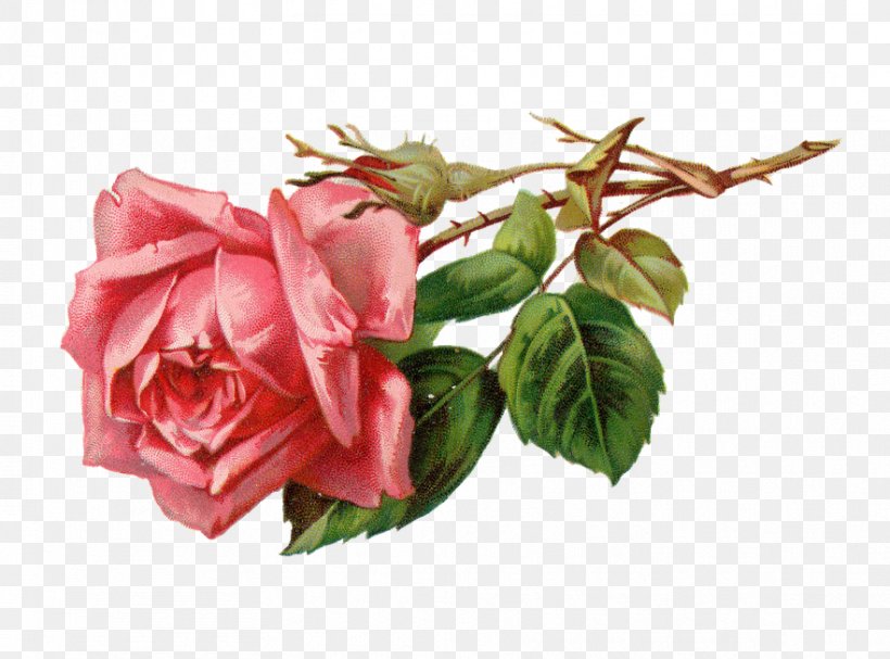 Rose Flower Pink Clip Art, PNG, 882x653px, Rose, Artificial Flower, Cardmaking, Cut Flowers, Digital Image Download Free