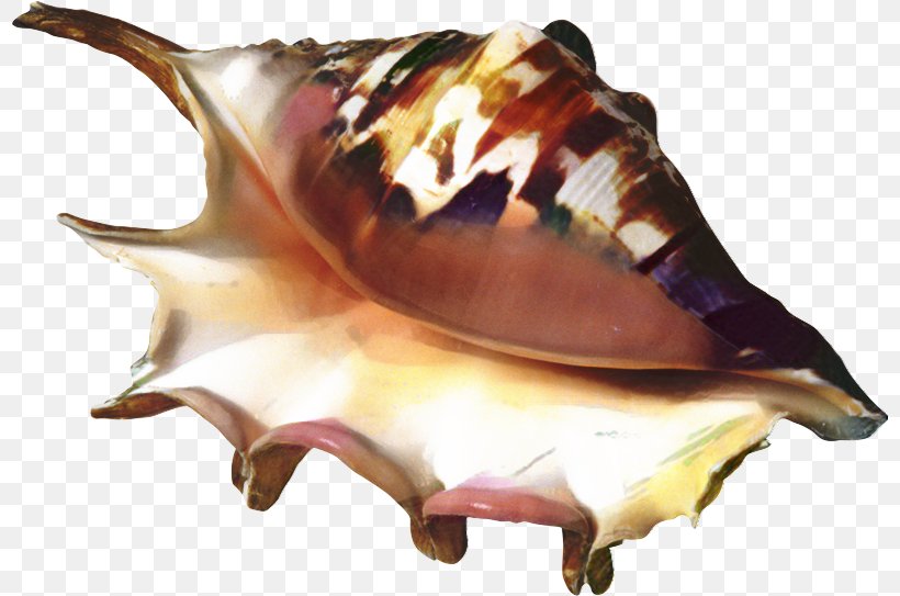 Snail Cartoon, PNG, 798x543px, Trumpet, Conch, Fish, Musical Instrument, Sea Download Free