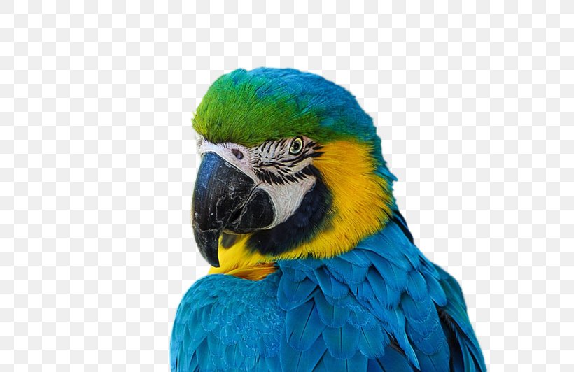 Bird Budgerigar Blue-and-yellow Macaw Feather, PNG, 800x532px, Bird, American Goldfinch, Beak, Blueandyellow Macaw, Budgerigar Download Free