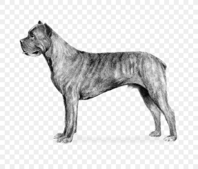 Cane Corso Bullmastiff Airedale Terrier English Mastiff Boxer, PNG, 700x700px, Cane Corso, Airedale Terrier, Alaunt, American Kennel Club, Ancient Dog Breeds Download Free