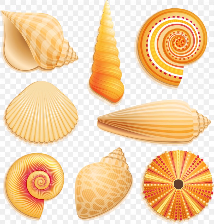 Seashell Beach Clip Art, PNG, 1225x1280px, Seashell, Beach, Charonia, Cockle, Conch Download Free