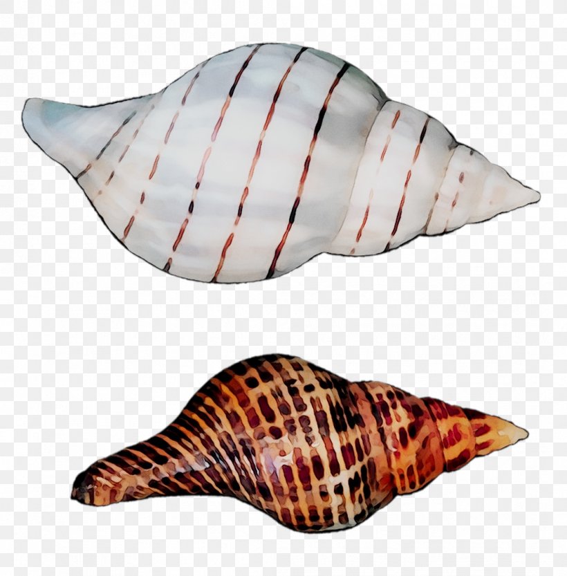 Seashell Clip Art Sea Snail Image, PNG, 1061x1079px, Seashell, Conch, Gastropod Shell, Mollusc Shell, Sea Download Free