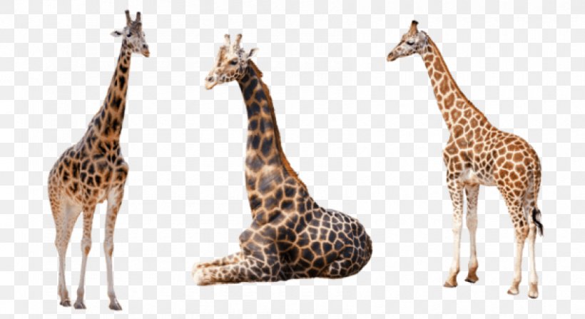 Stock.xchng Image Clip Art Reticulated Giraffe West African Giraffe, PNG, 850x464px, Reticulated Giraffe, Animal, Animal Figure, Fauna, Getwell Card Download Free