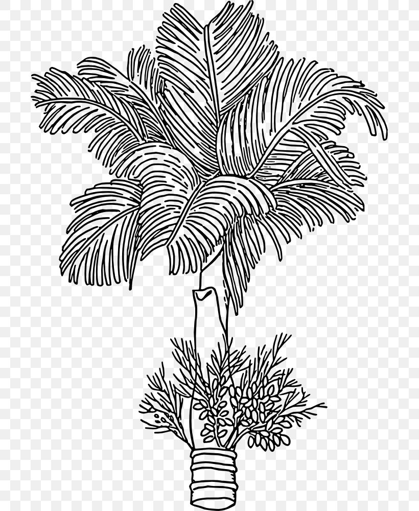 Areca Palm Areca Nut Betel Arecaceae Paan, PNG, 699x1000px, Areca Palm, Areca Nut, Arecaceae, Arecales, Betel Download Free