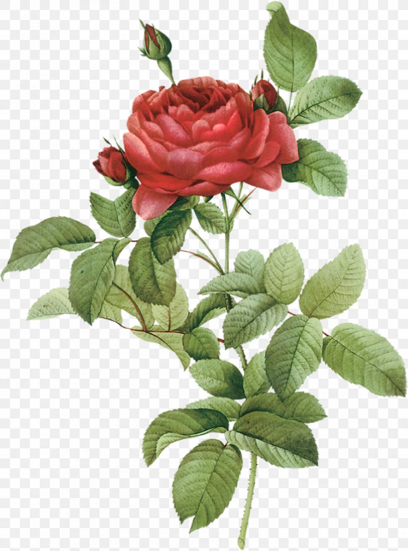 French Rose Botanical Illustration Botany Flower Drawing, PNG, 889x1200px, French Rose, Botanical Illustration, Botany, Cut Flowers, Damask Rose Download Free