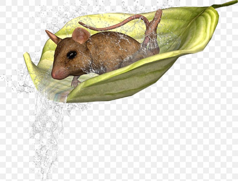 Hamster Rat House Mouse Animal, PNG, 980x749px, 2017, Hamster, Animal, Blog, Computer Mouse Download Free