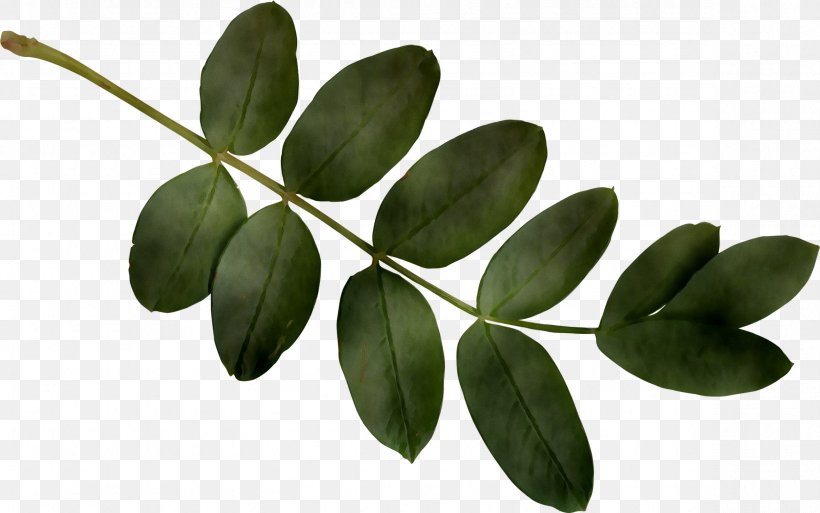 Leaf Plant Stem Plants, PNG, 2355x1476px, Leaf, Branch, Flower, Flowering Plant, Moringa Download Free