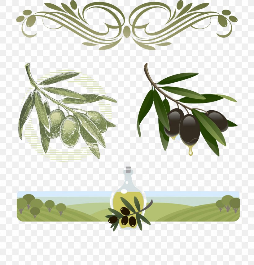 Olive Oil Stock Illustration Royalty-free, PNG, 961x1000px, Olive, Branch, Cooking Oils, Flora, Floral Design Download Free