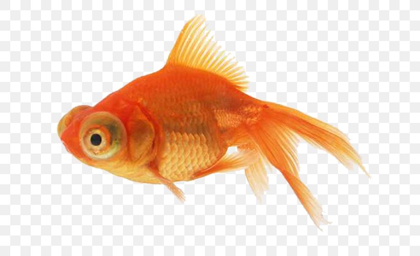 Angelfish Goldfish, PNG, 704x500px, Angelfish, Aquarium, Bony Fish, Carassius Auratus, Feeder Fish Download Free