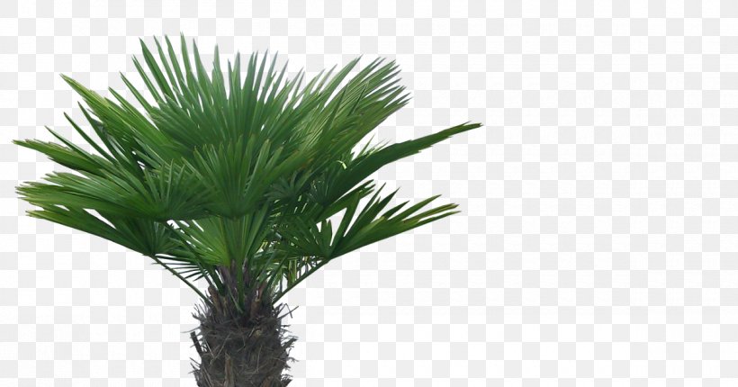 Asian Palmyra Palm Arecaceae Tree Coconut, PNG, 1200x630px, Asian Palmyra Palm, Arecaceae, Arecales, Borassus, Borassus Flabellifer Download Free