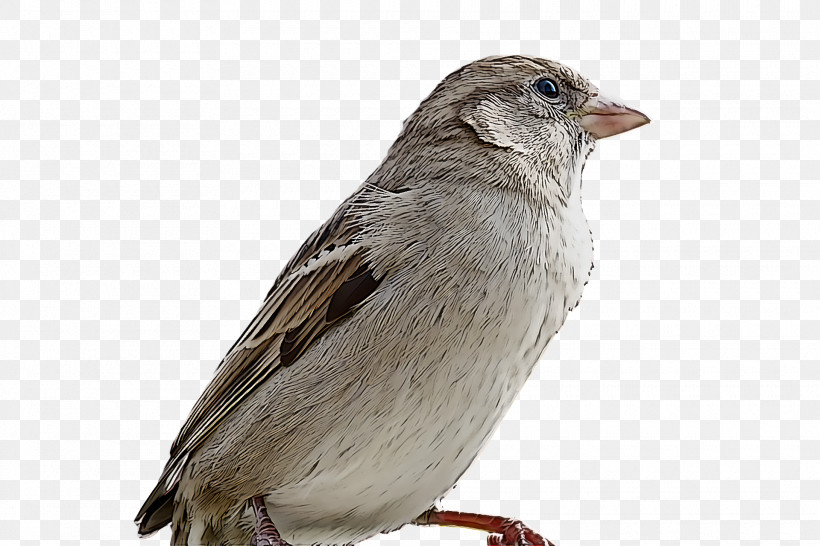 Bird, PNG, 1920x1280px, Bird, Beak, Chipping Sparrow, Finch, House Sparrow Download Free