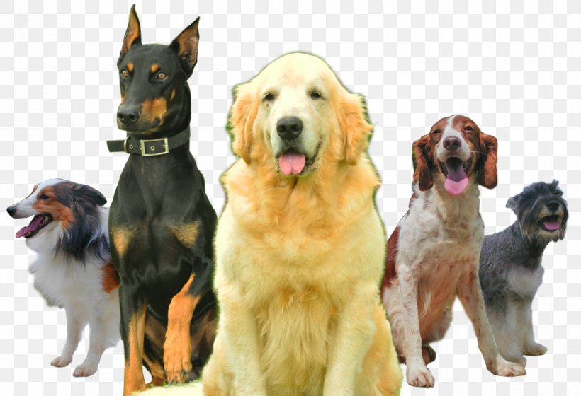 Dog Breed Sporting Group Companion Dog Snout, PNG, 929x635px, Dog Breed, Breed, Companion Dog, Crossbreed, Dog Download Free