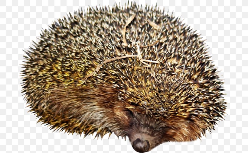 Domesticated Hedgehog Clip Art Echidna, PNG, 699x507px, Hedgehog, Animal, Domesticated Hedgehog, Echidna, Erinaceidae Download Free